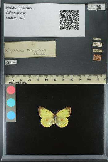 Media type: image;   Entomology 192029